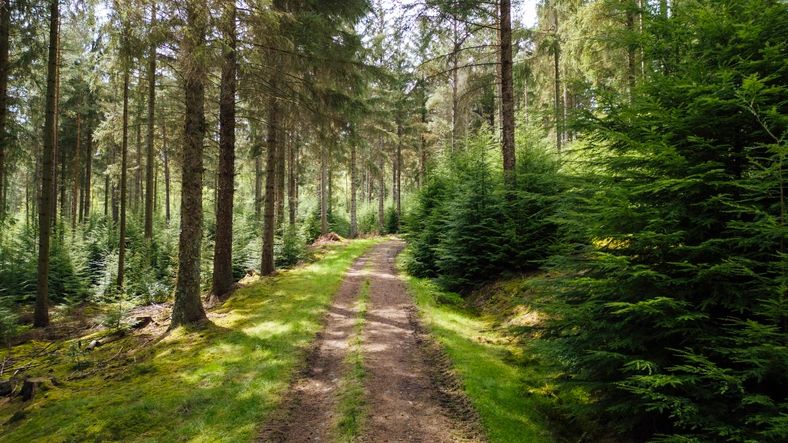Woodland trail leading into trees