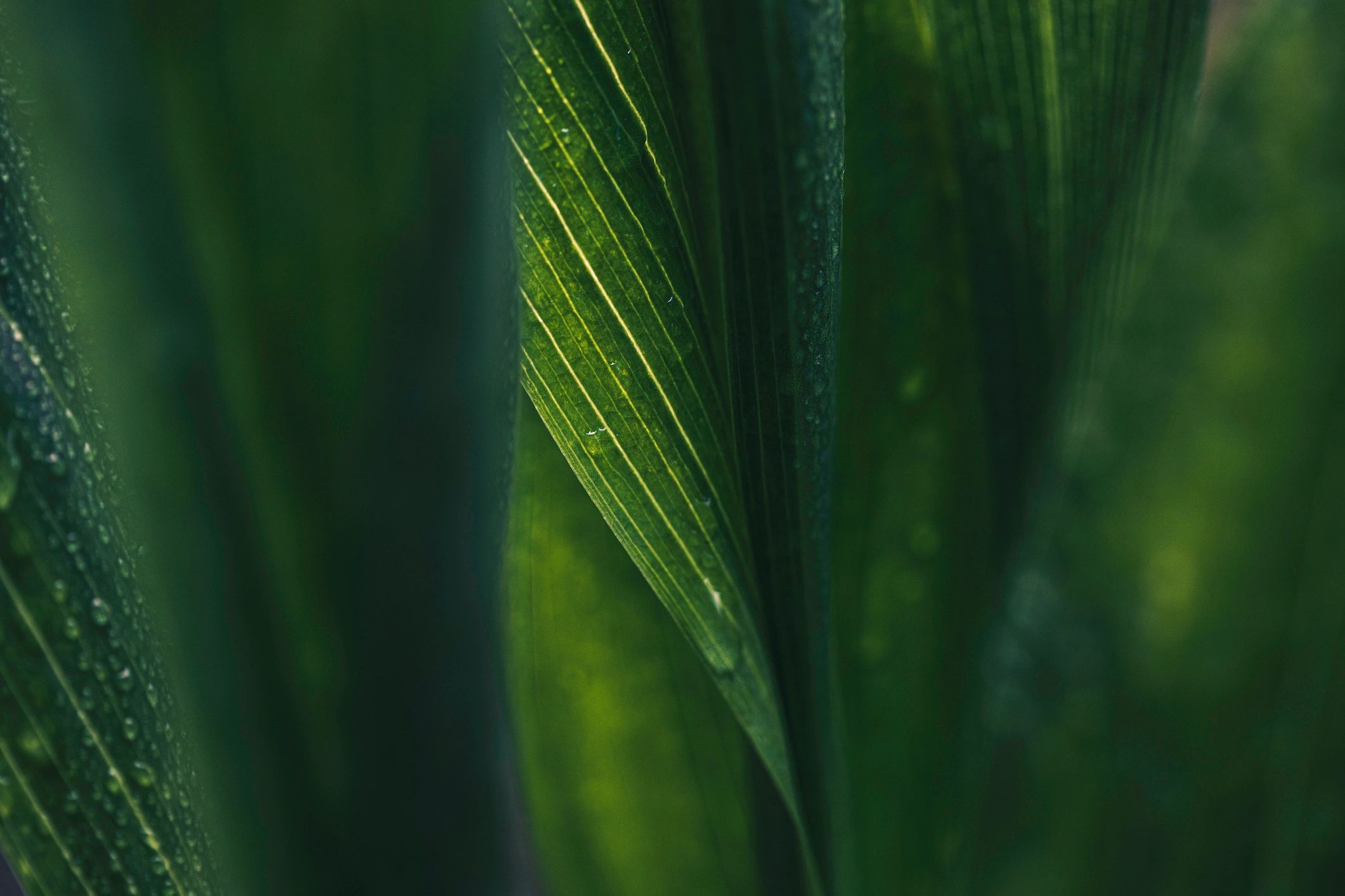 Leaf surface with water drops in shallow focus