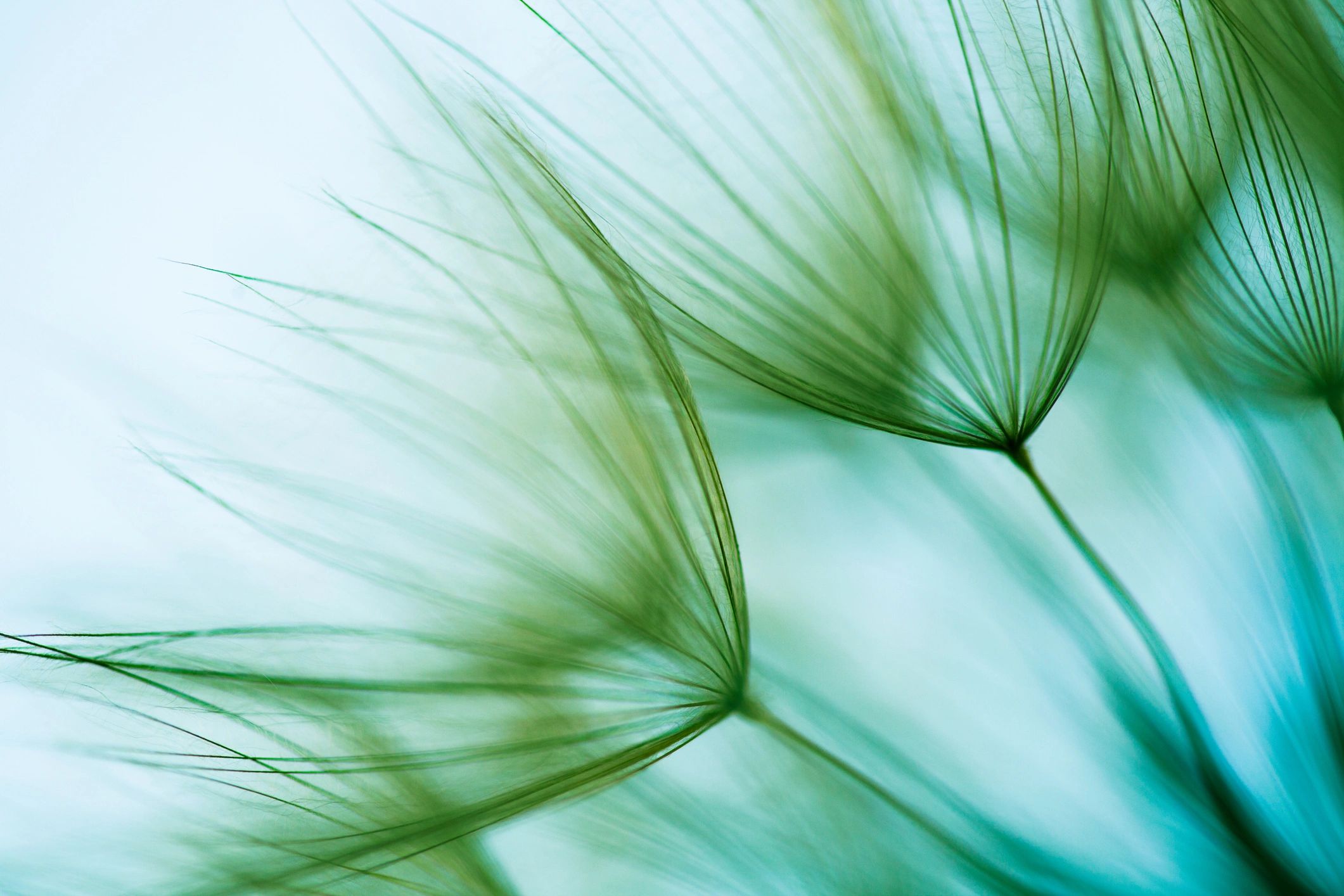 Macro dandelion seed with soft background